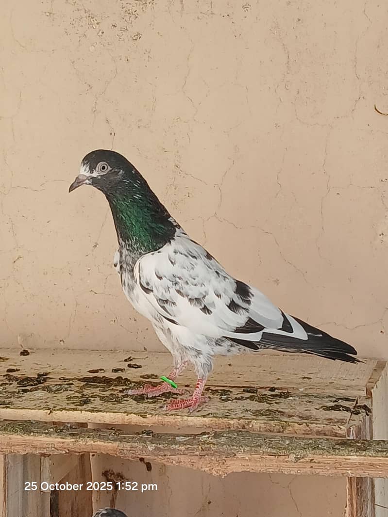 Teddy pair & breeders 5