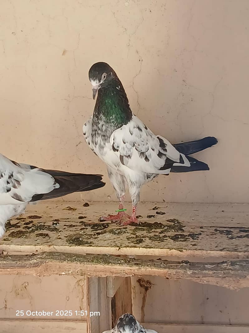 Teddy pair & breeders 6