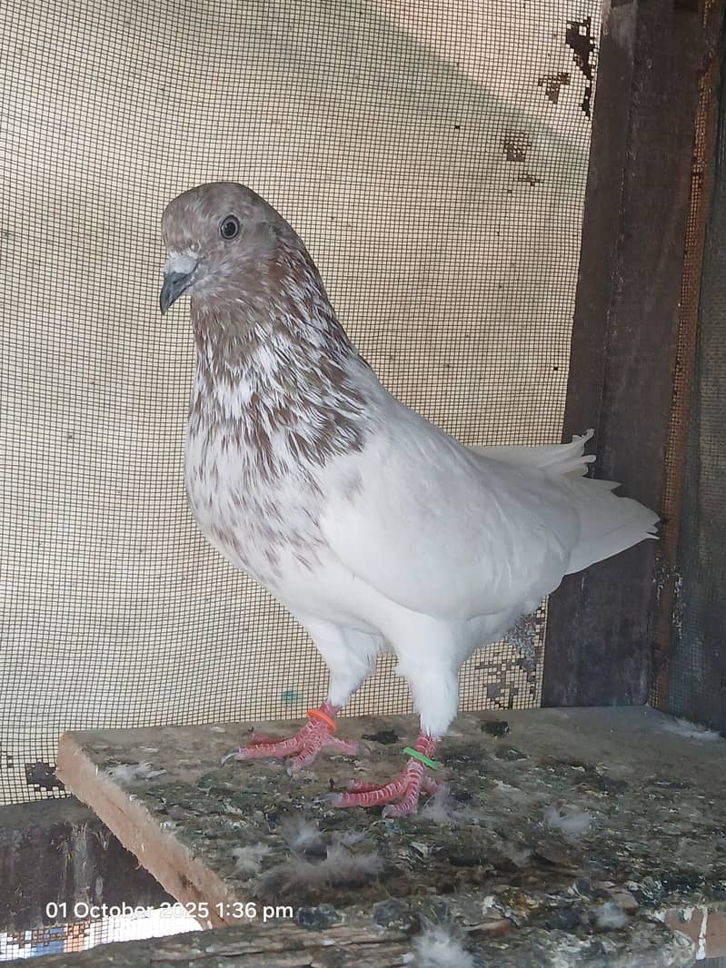 Teddy pair & breeders 8