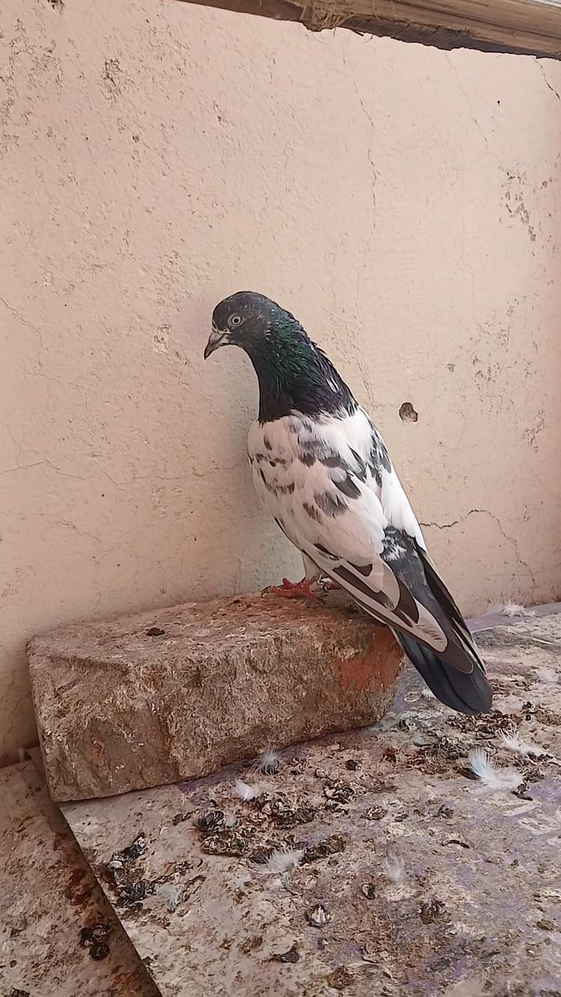 Teddy pair & breeders 9