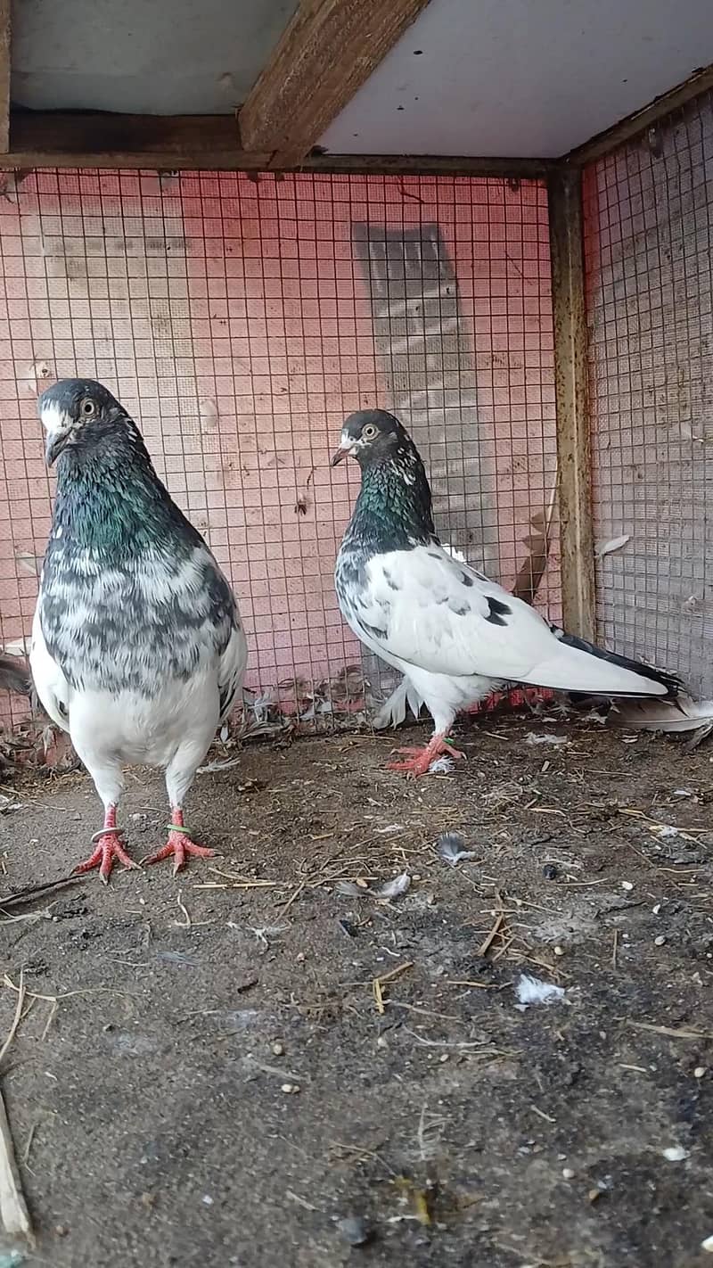 Teddy pair & breeders 11