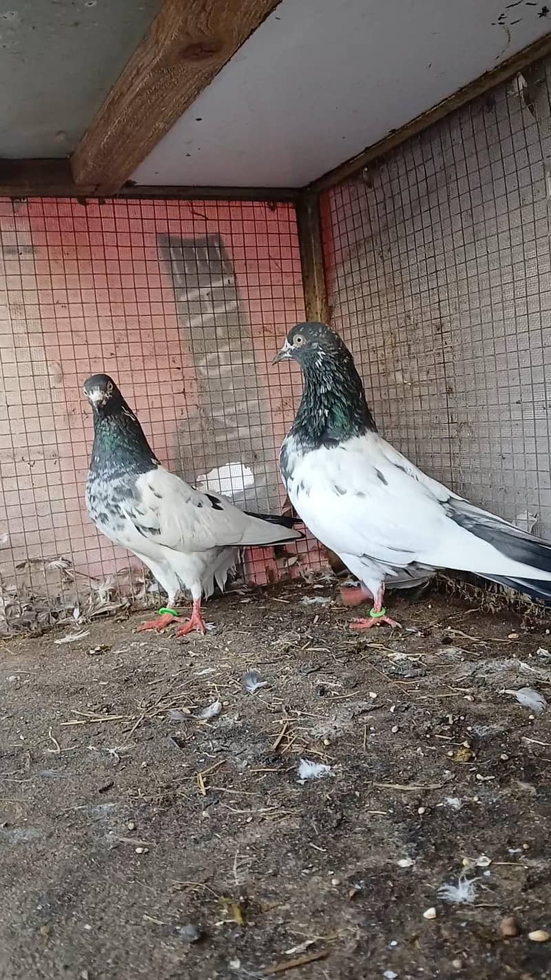 Teddy pair & breeders 12