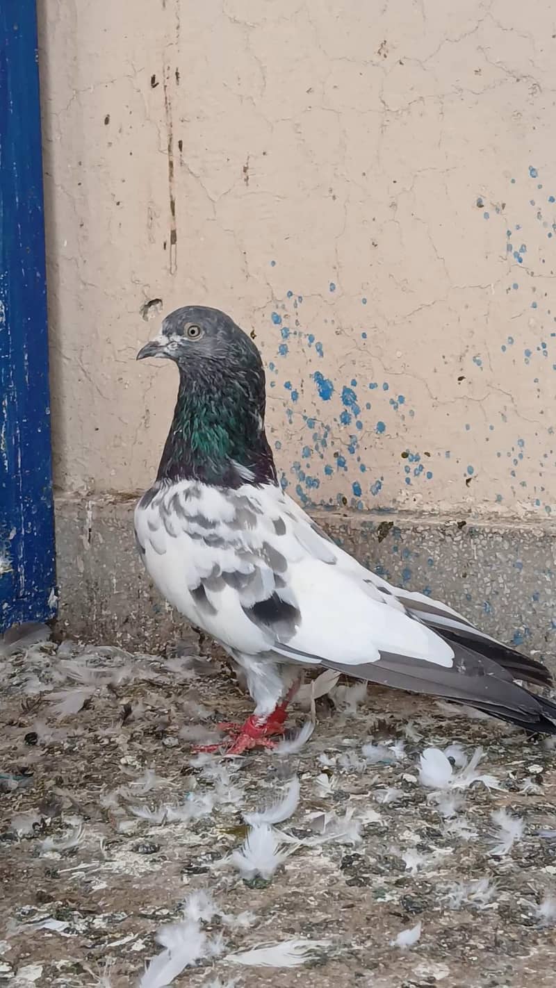 Teddy pair & breeders 13