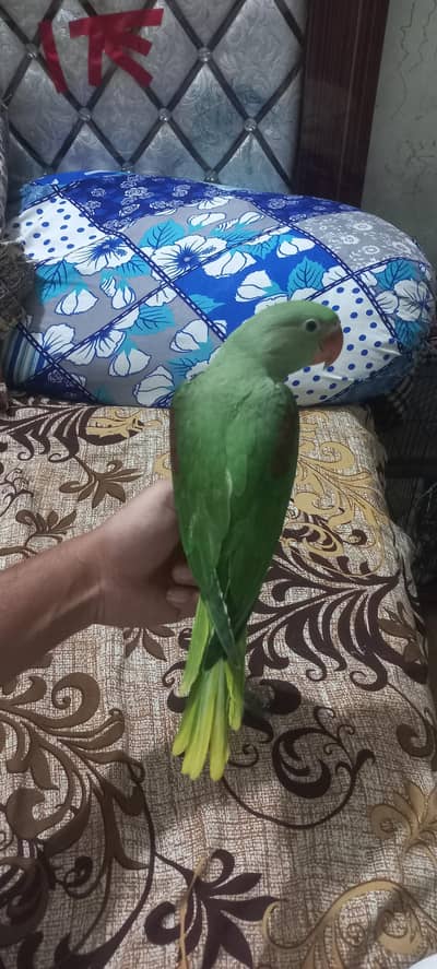 Raw Alexander chicks