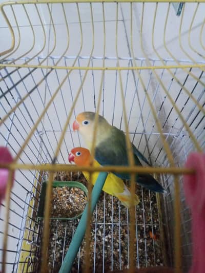 love birds pair