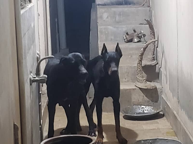 Doberman pair 3