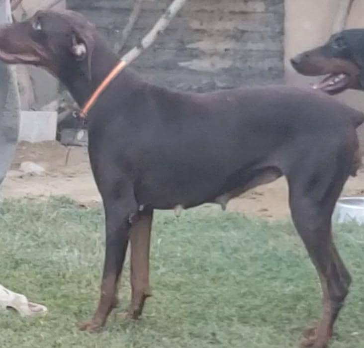 Doberman pair 7