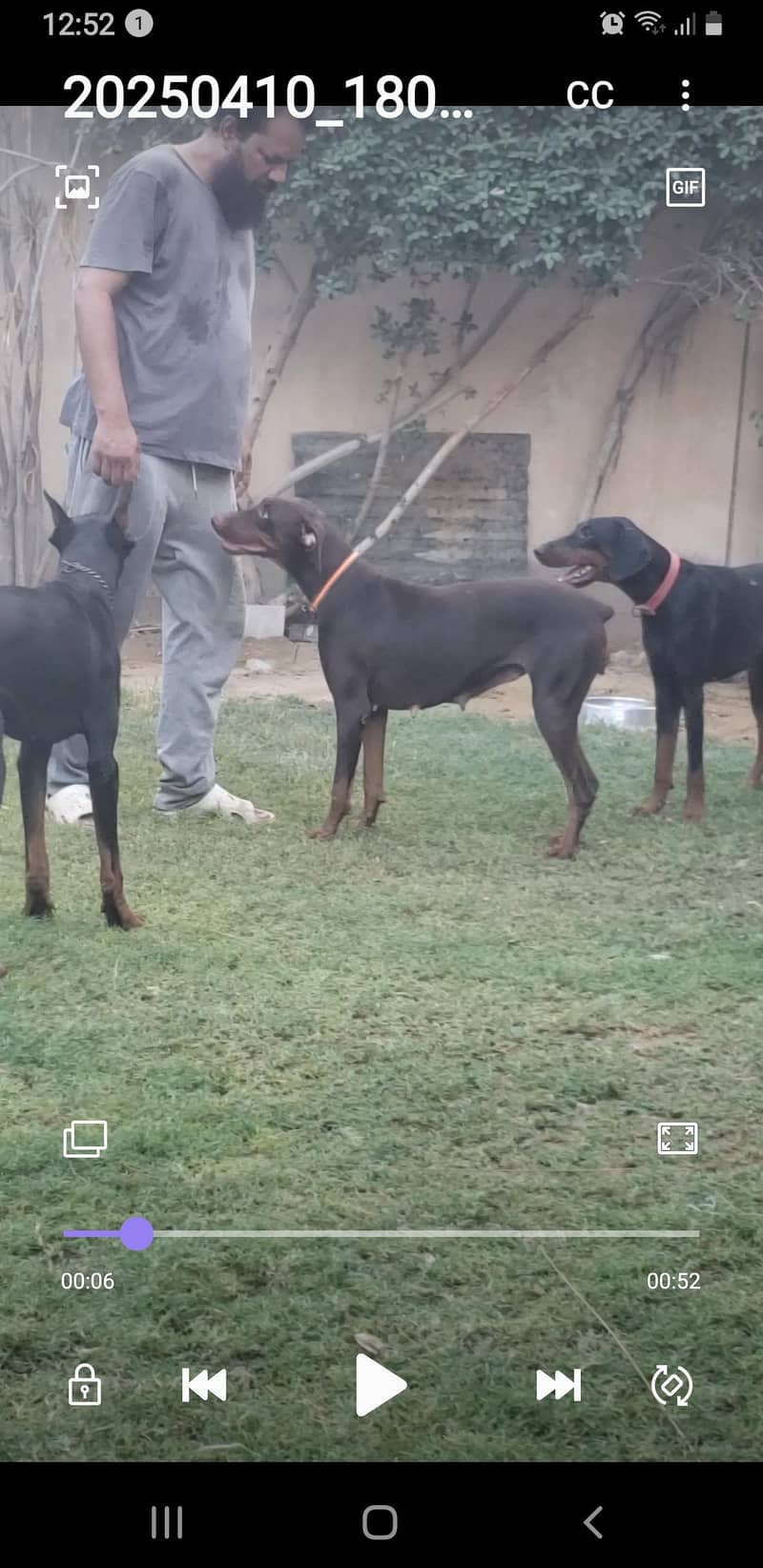 Doberman pair 8