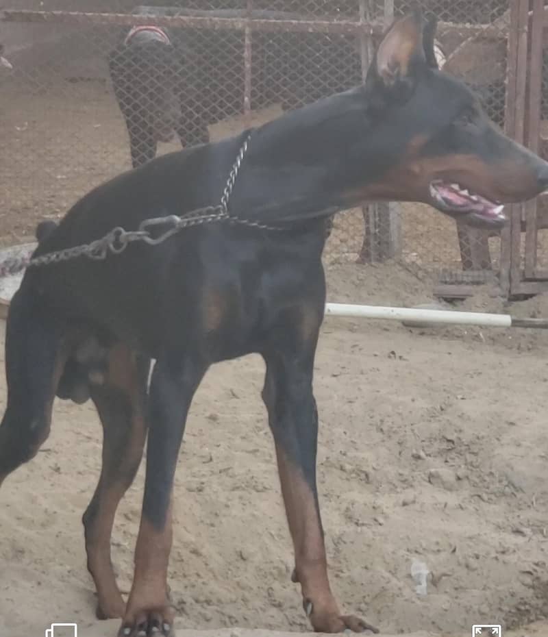 Doberman pair 9