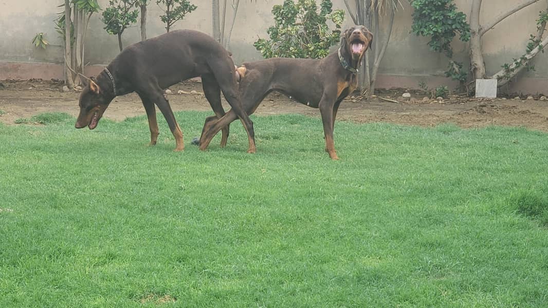 Doberman pair 12