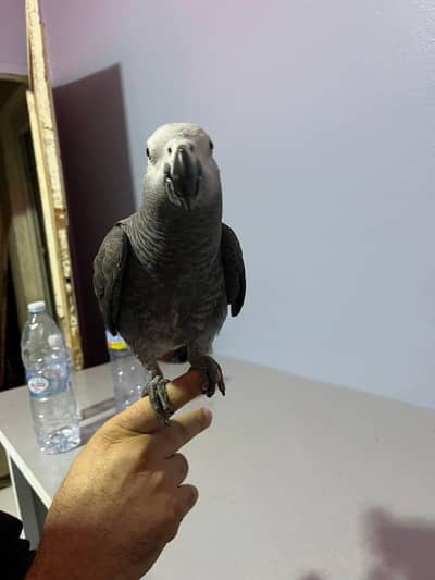 African grey parrot for sale age 3 month