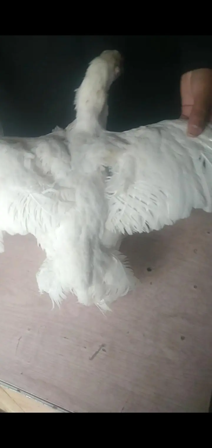 pepper whait Heera female whait nok nali yellow ankh ghar ki ome breed — photo 3
