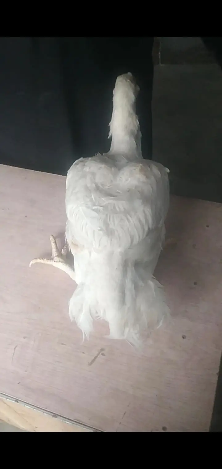 pepper whait Heera female whait nok nali yellow ankh ghar ki ome breed — photo 4