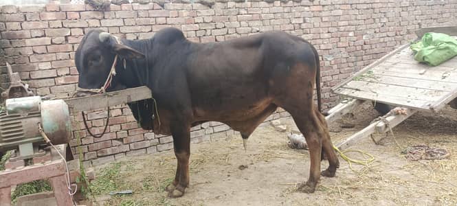 Bull for sale Qurabani py lgny wala