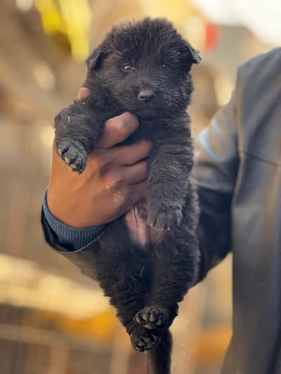 long cord pup for sale