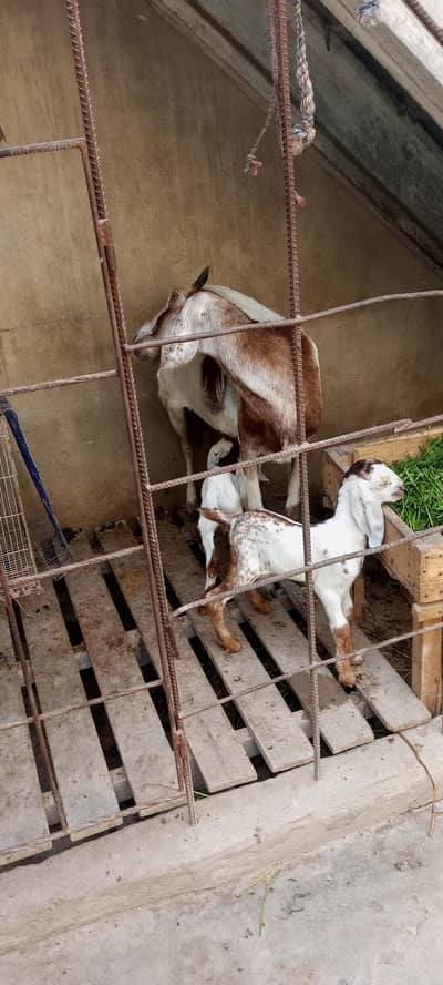 Ek topery Bakri Hai Char dant hai sath mein do Nar bacche Hain 15 din