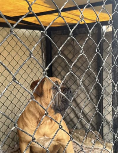 BULLMASTIFF FEMALE