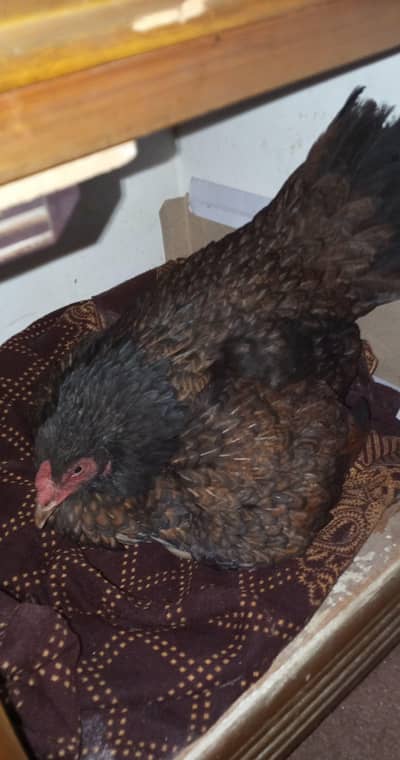 kurak hen kurk murgi 03265847592