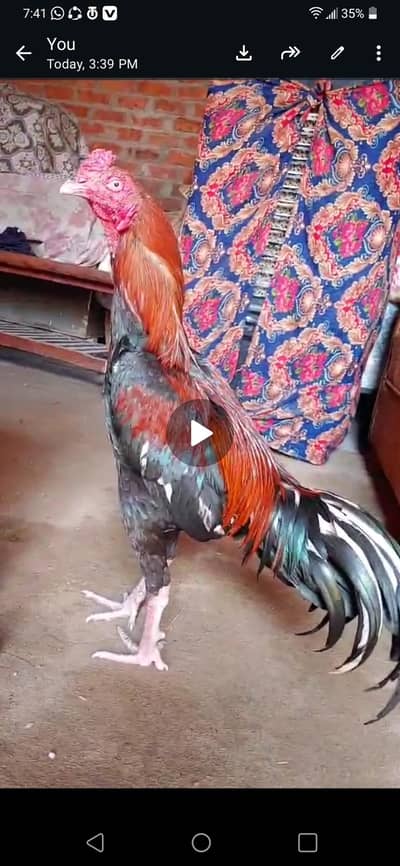 1 Murga 1 murgi 3 chozay