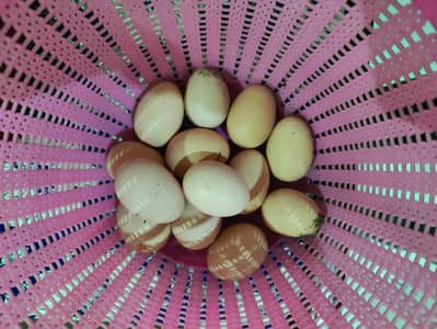 gamer aseel eggs available