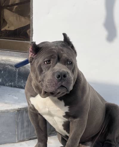 American Bully
