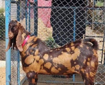 palai free offer kamori Gülabi teddy barbari