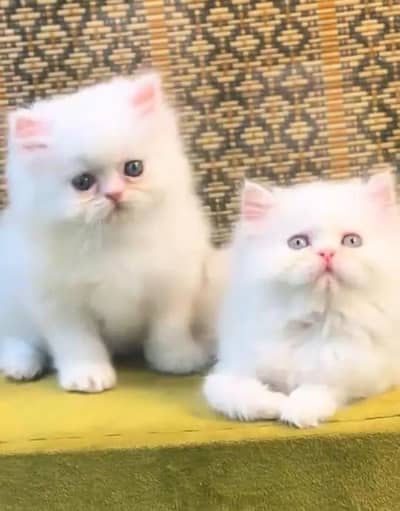 Persian female kitten for sale
