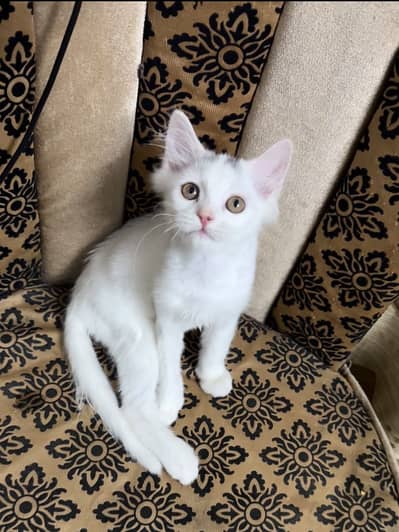 White kitten with black crown