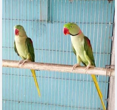 Breeder pair for Sale