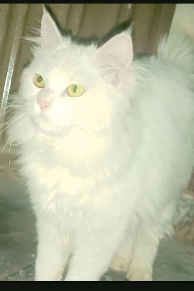 Persian cat
