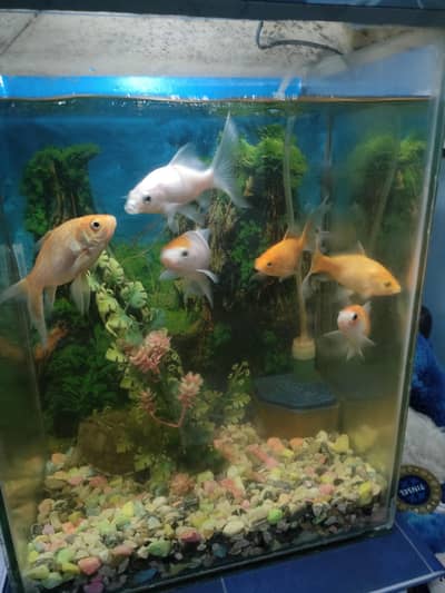 Urgent Fishes for sale