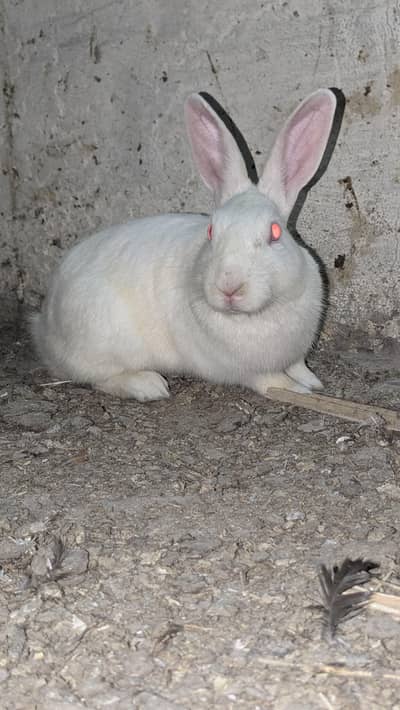 Breeder pair for sale