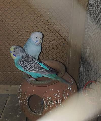 Astrallian Parrot(Rate Kam Ho Jaye Ga)