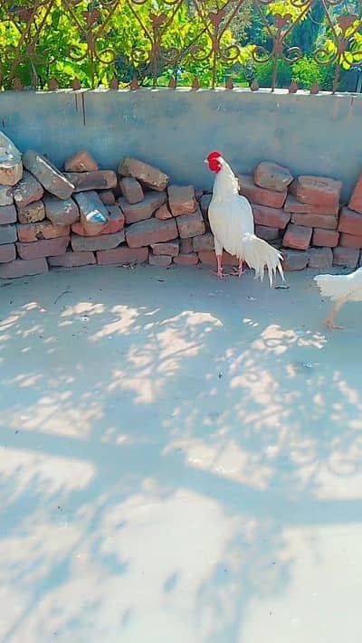 Hera aseel pair for sale