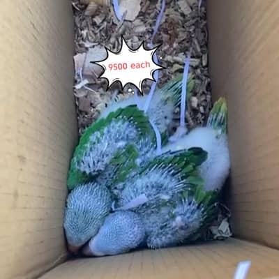 local kashmiri Pahari raw ringneck chicks