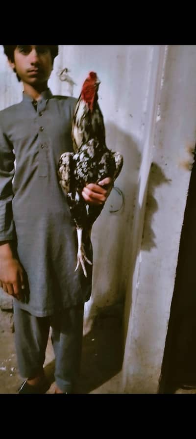 Pure Aseel Thai x cheena Breeder Murga Long Heighted 03364578464