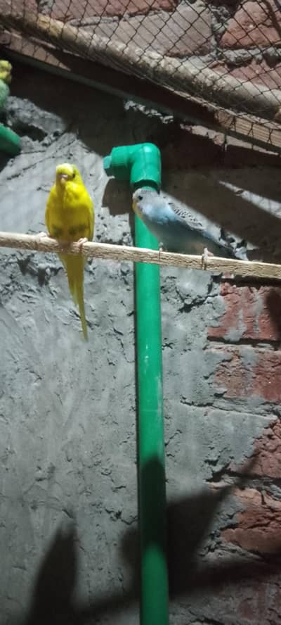 urgent sale for bugies female