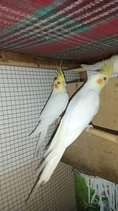 Urgent sale grey and cream lutino male adult breeding cockatiel