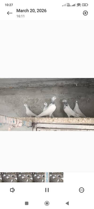 Pure Sialkoti Chohay. Old Blood line