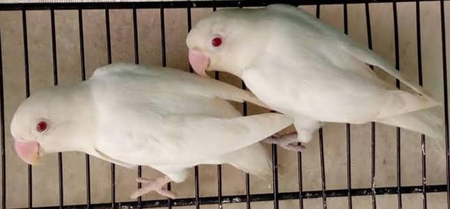 Breeder pair Albino [RED EYES] in Big Size. [Price: 4000] 03116130712