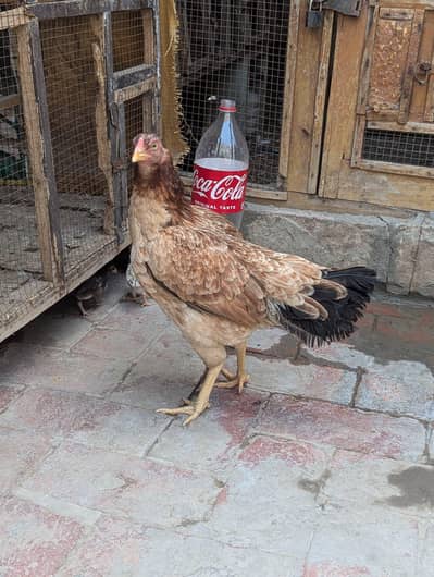 Aseel murgi 03114395785