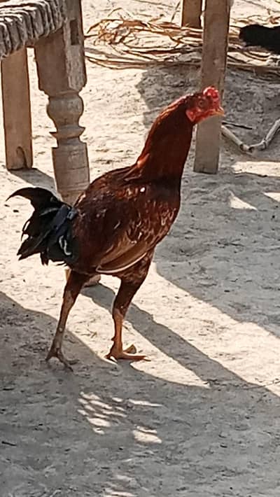Golden misri hen for sale