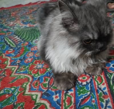 Double Coated Persian Male Cat - 4 Months Old