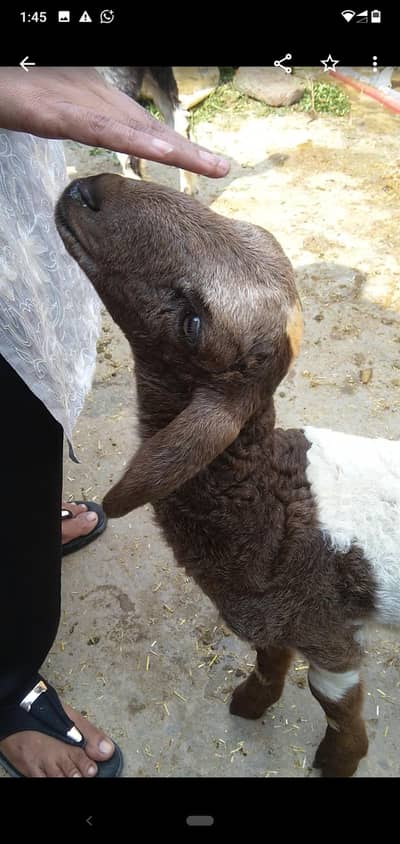 sheep female bacha 03234438191