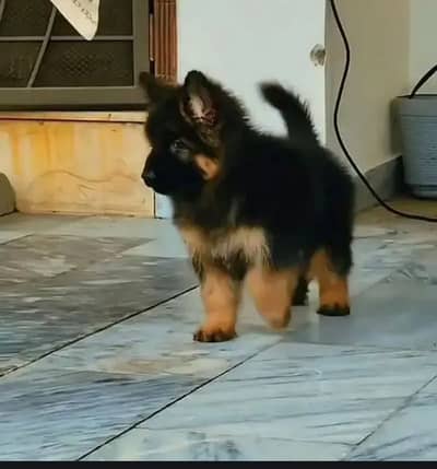 German Shepherd for urgent sale 0344=049==7620