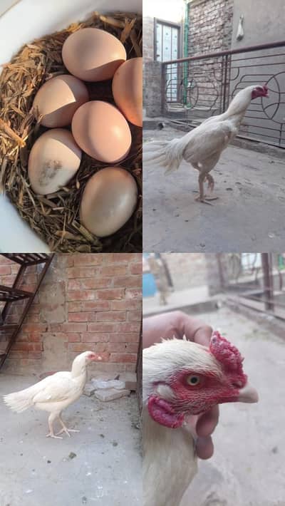 mianwali aseel eggs