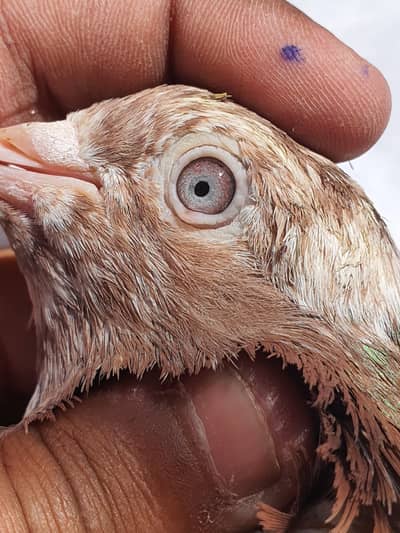 Kamagar male for sale.