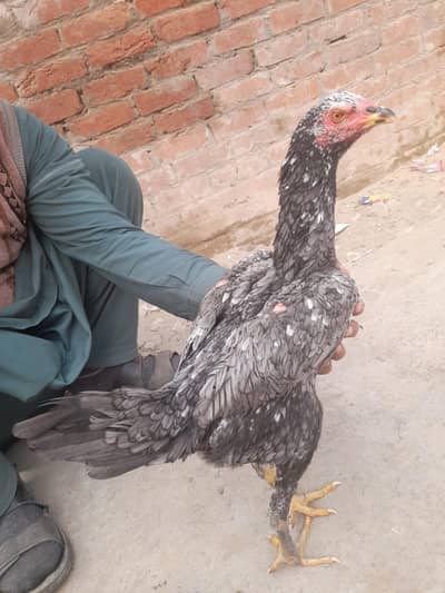 pakoyai madi/aseel/thai/burmi