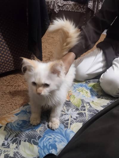 Full active cat hai jis Bhai ko Chahia bs wo rabta kary