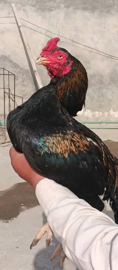 mainwali raza old bloodline quality breeder